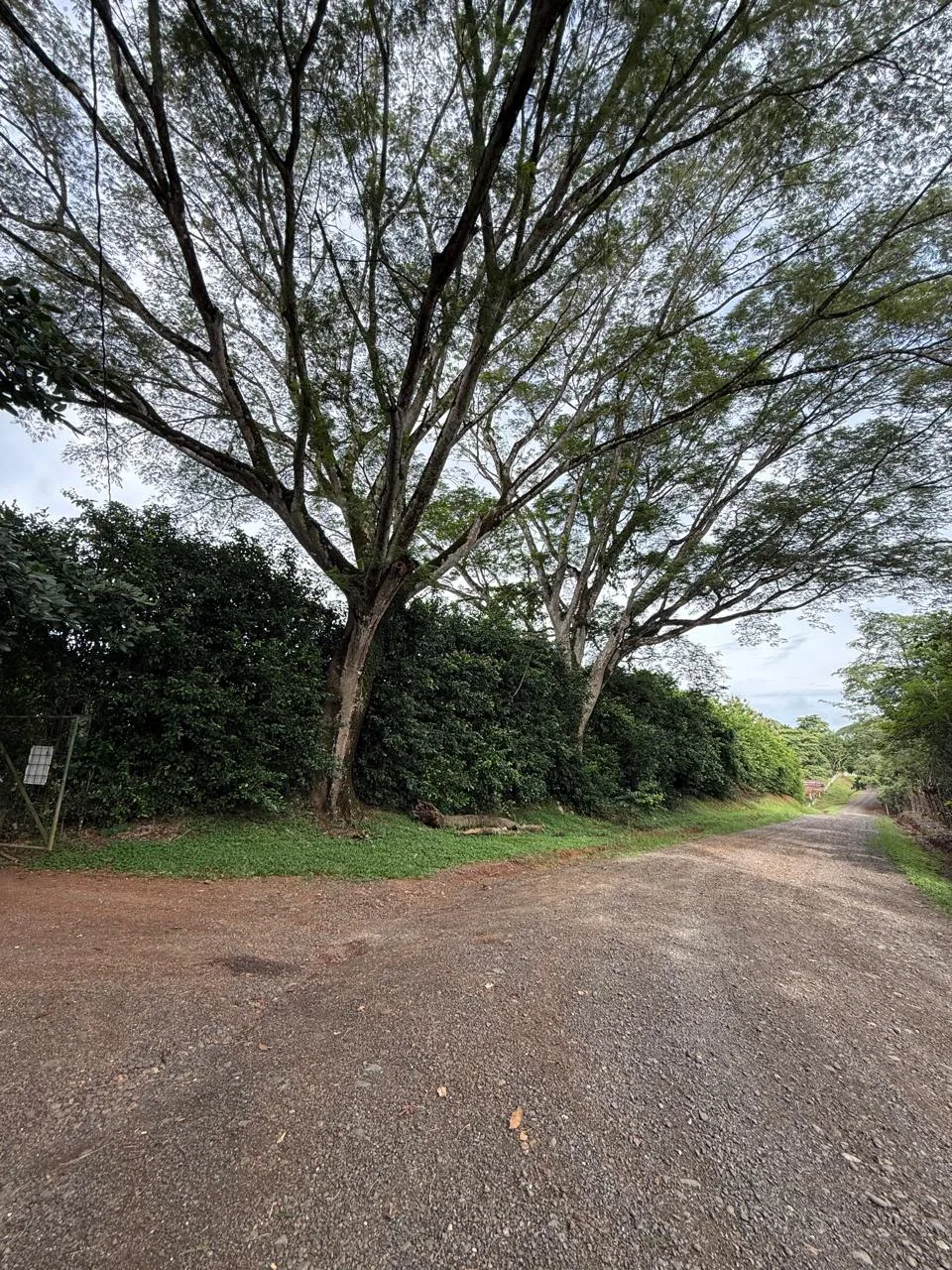 Productive Mango Farm for Sale in Turrubares el Llano, Costa Rica | 62,281 m², photo 4