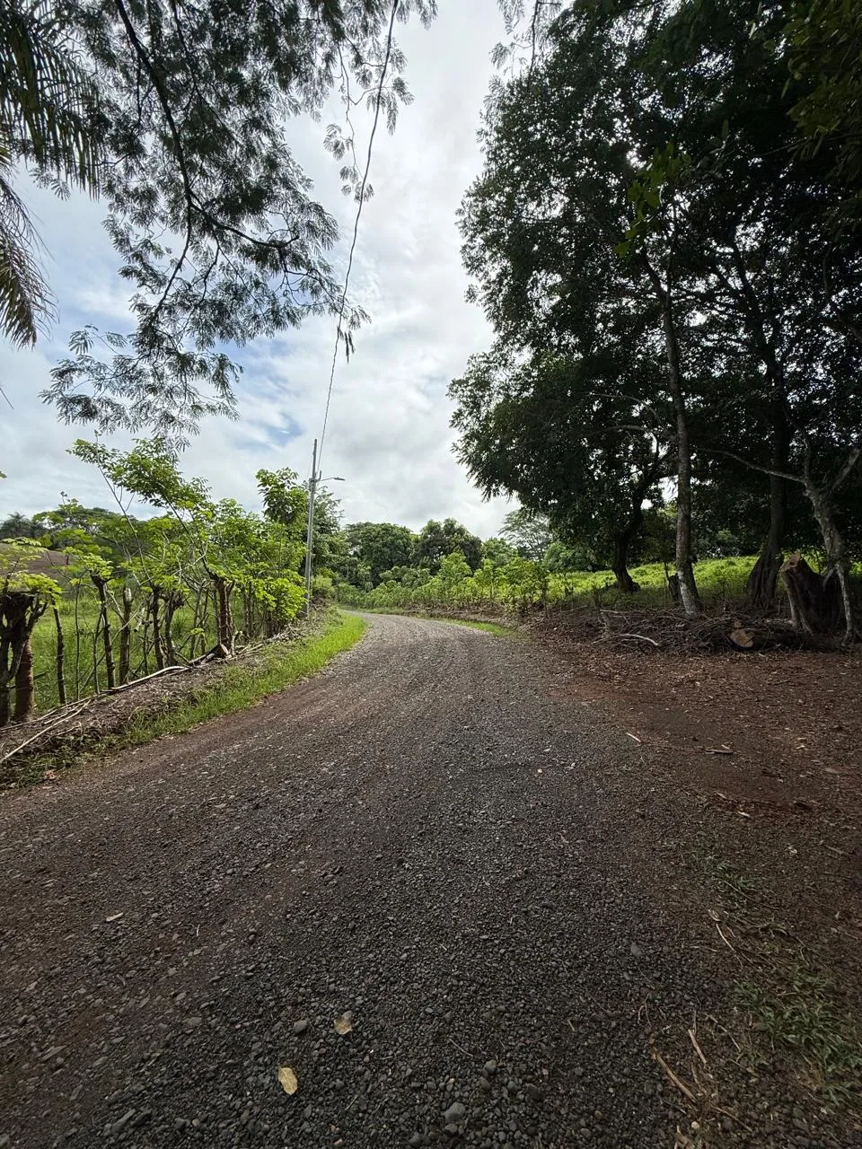 Productive Mango Farm for Sale in Turrubares el Llano, Costa Rica | 62,281 m², photo 5