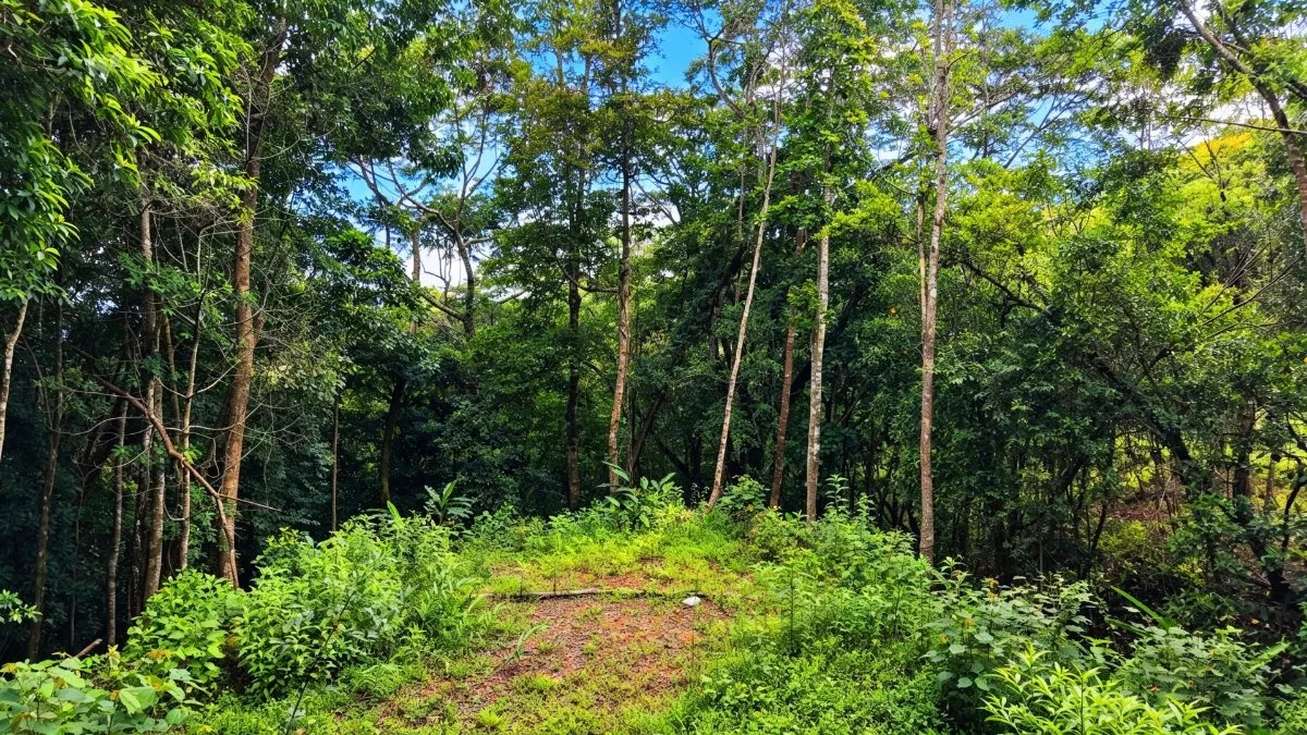 SE VENDE TERRENO LISTO PARA CONSTRUIR CON NACIENTE PROPIA Y CLIMA PERFECTO - Venta en Pérez Zeledón, photo 2