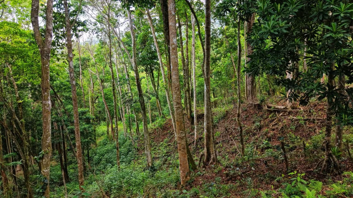 SE VENDE TERRENO LISTO PARA CONSTRUIR CON NACIENTE PROPIA Y CLIMA PERFECTO - Venta en Pérez Zeledón, photo 3