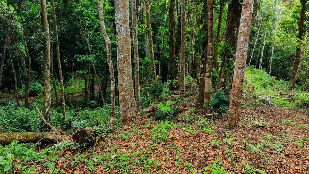 SE VENDE TERRENO LISTO PARA CONSTRUIR CON NACIENTE PROPIA Y CLIMA PERFECTO - Venta en Pérez Zeledón, photo 4