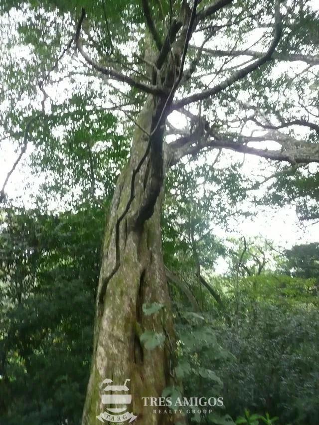 Finca Santa Maria, photo 17