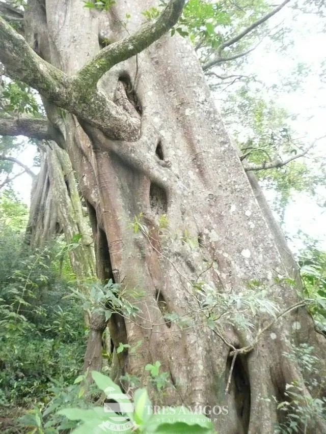 Finca Santa Maria, photo 18