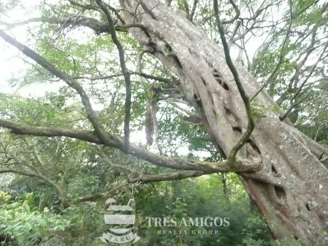 Finca Santa Maria, photo 19