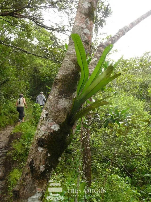 Finca Santa Maria, photo 6