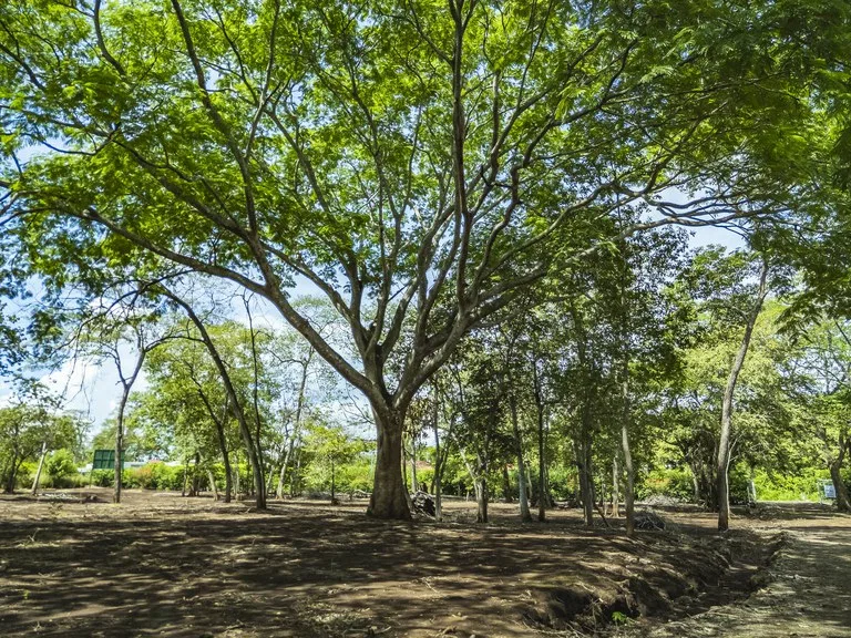 Home Construction Site in Playa Brasilito, photo 4