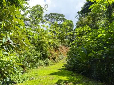 Tierra del Ceibo, Lote #8, Santuario Privado -3.7 acres, photo 8