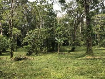LAS BROMELIAS