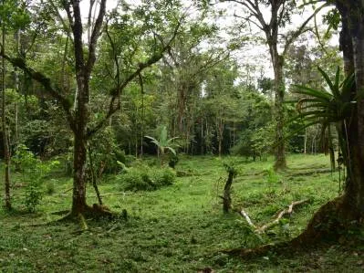 LAS BROMELIAS, photo 3