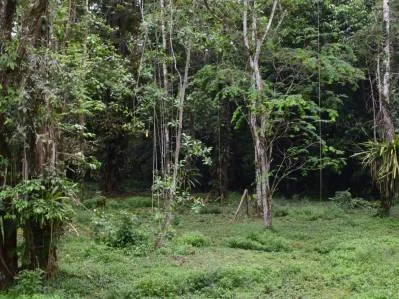 LAS BROMELIAS, photo 4
