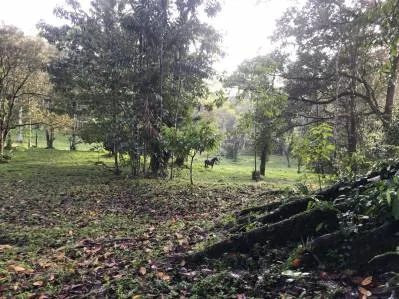 LAS BROMELIAS, photo 9