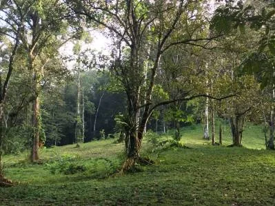 LAS BROMELIAS, photo 10