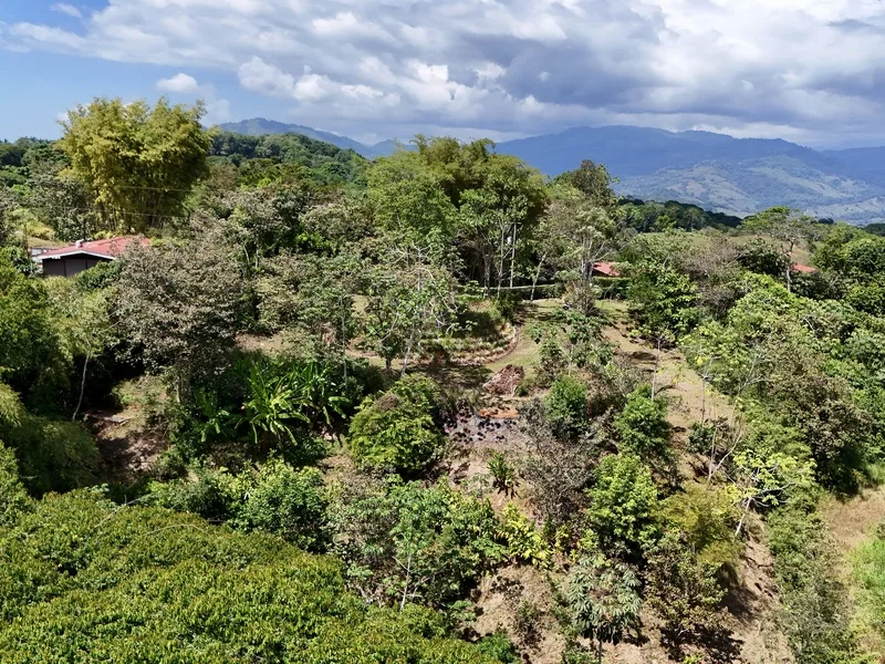 Land For Sale in Dominical, photo 9