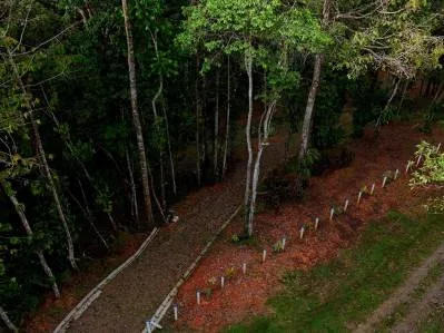 3.75-Acre Jungle Lot with Creek in Ventanas de Osa, Puntarenas, photo 14