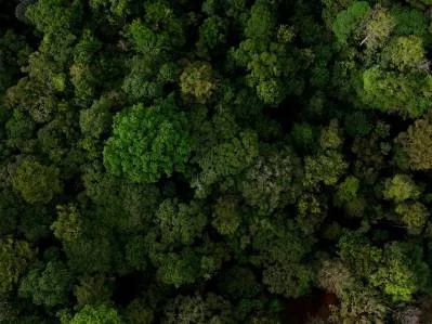 3.75-Acre Jungle Lot with Creek in Ventanas de Osa, Puntarenas, photo 15