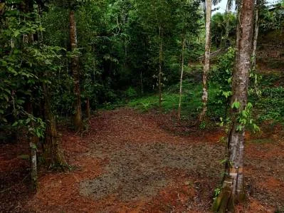 3.75-Acre Jungle Lot with Creek in Ventanas de Osa, Puntarenas, photo 16