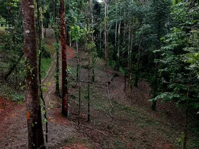 3.75-Acre Jungle Lot with Creek in Ventanas de Osa, Puntarenas, photo 17