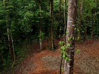 3.75-Acre Jungle Lot with Creek in Ventanas de Osa, Puntarenas, photo 18