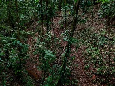 3.75-Acre Jungle Lot with Creek in Ventanas de Osa, Puntarenas, photo 19