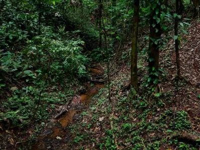 3.75-Acre Jungle Lot with Creek in Ventanas de Osa, Puntarenas, photo 20