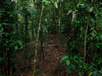 3.75-Acre Jungle Lot with Creek in Ventanas de Osa, Puntarenas, photo 21
