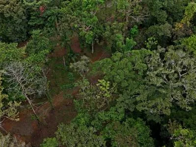 3.75-Acre Jungle Lot with Creek in Ventanas de Osa, Puntarenas, photo 22
