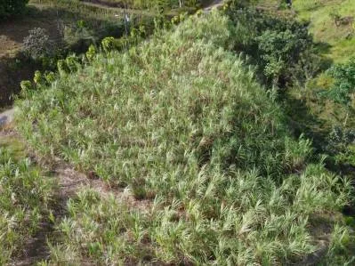 Terreno Privado en San Blas: Oportunidad Única, photo 5