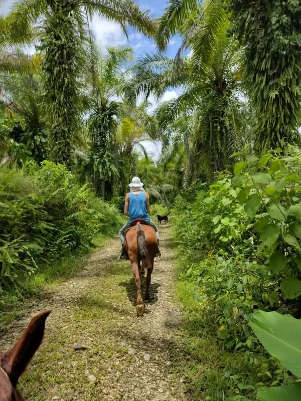 FARM FOR SALE IN LLANO BONITO, RÍO CLARO – 165 HECTARES OF NATURE AND AFRICAN PALM PRODUCTION
