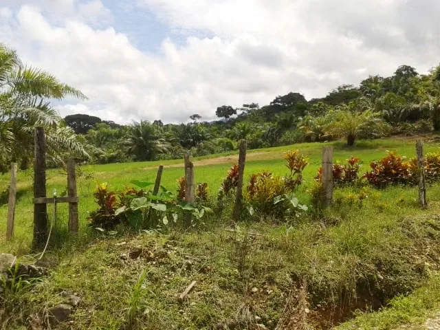 FARM FOR SALE IN LLANO BONITO, RÍO CLARO – 165 HECTARES OF NATURE AND AFRICAN PALM PRODUCTION, photo 11