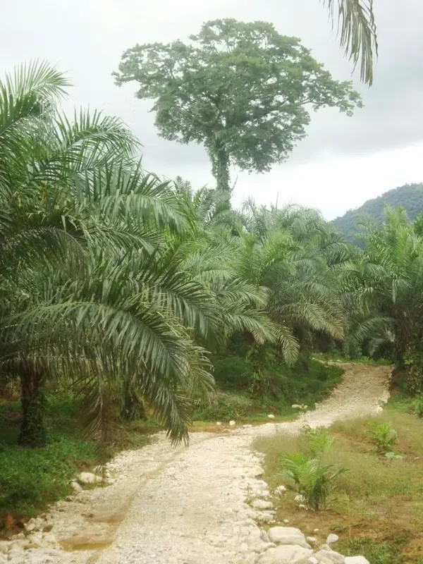 FARM FOR SALE IN LLANO BONITO, RÍO CLARO – 165 HECTARES OF NATURE AND AFRICAN PALM PRODUCTION, photo 12