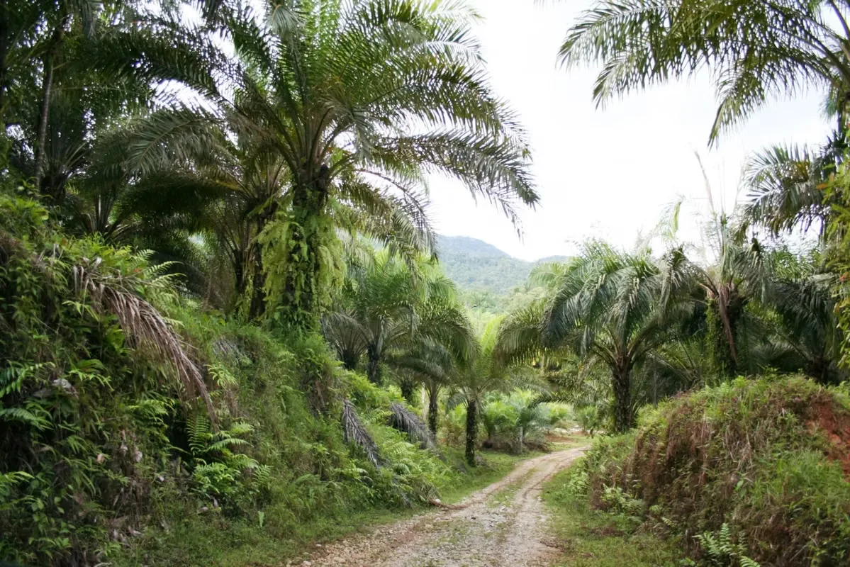 FARM FOR SALE IN LLANO BONITO, RÍO CLARO – 165 HECTARES OF NATURE AND AFRICAN PALM PRODUCTION, photo 13