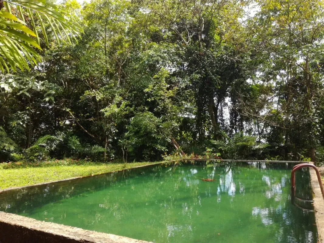 FARM FOR SALE IN LLANO BONITO, RÍO CLARO – 165 HECTARES OF NATURE AND AFRICAN PALM PRODUCTION, photo 3