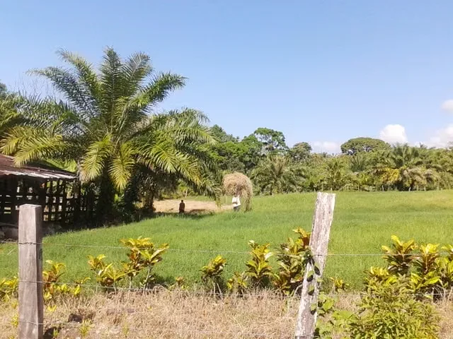 FARM FOR SALE IN LLANO BONITO, RÍO CLARO – 165 HECTARES OF NATURE AND AFRICAN PALM PRODUCTION, photo 6