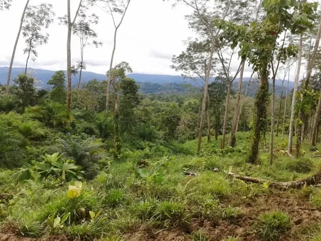 FARM FOR SALE IN LLANO BONITO, RÍO CLARO – 165 HECTARES OF NATURE AND AFRICAN PALM PRODUCTION, photo 7