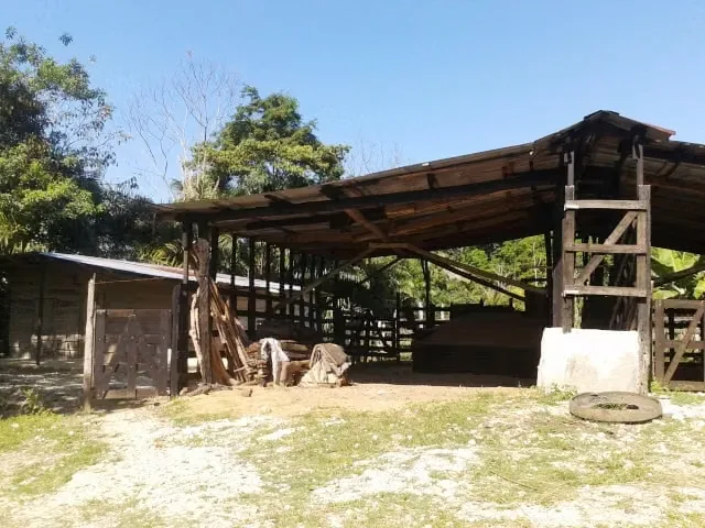 FARM FOR SALE IN LLANO BONITO, RÍO CLARO – 165 HECTARES OF NATURE AND AFRICAN PALM PRODUCTION, photo 8