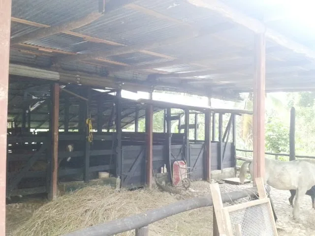 FARM FOR SALE IN LLANO BONITO, RÍO CLARO – 165 HECTARES OF NATURE AND AFRICAN PALM PRODUCTION, photo 9