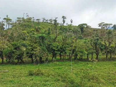 finca venta, photo 7