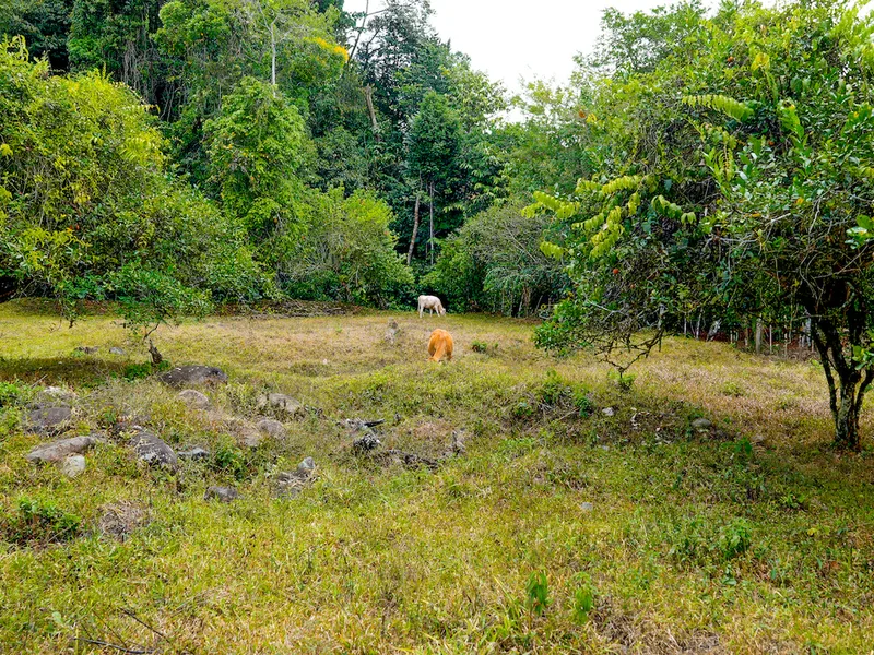 Land For Sale in Perez Zeledon, photo 10