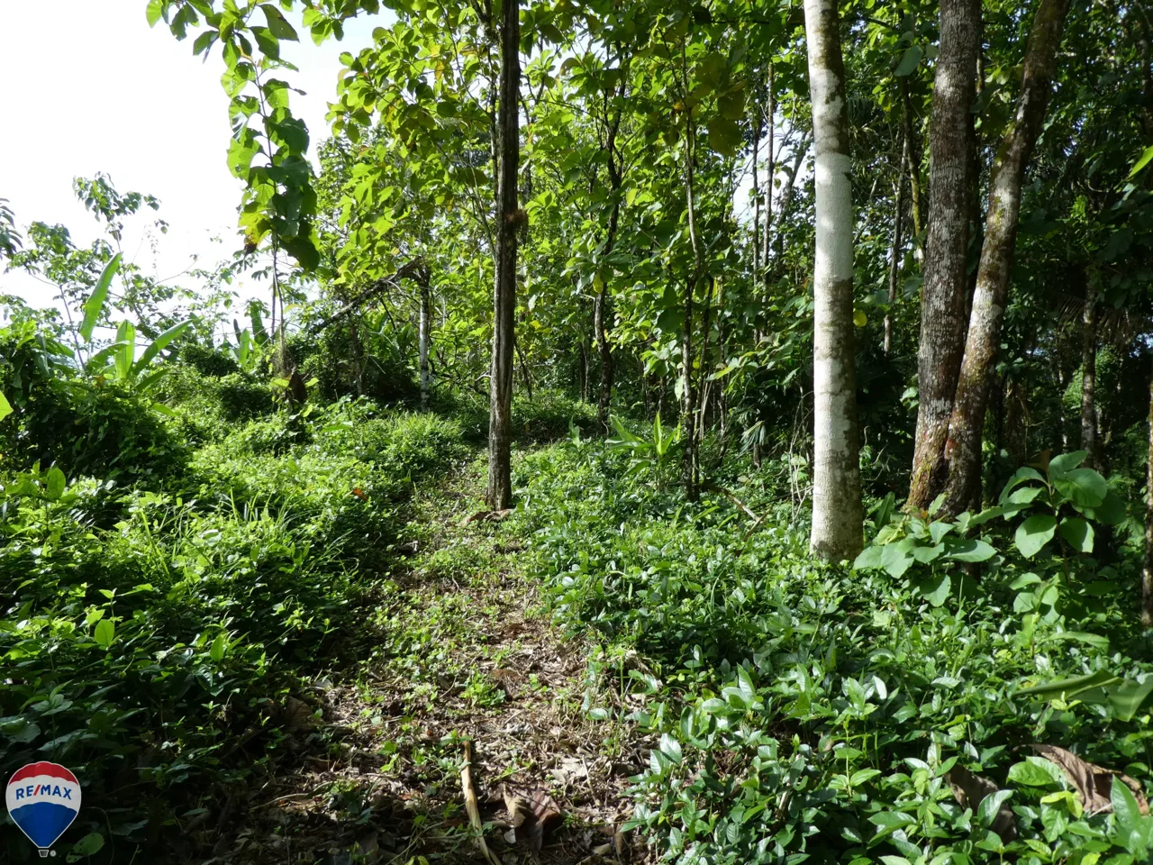 Majestic Mountain View Finca - RE/MAX Jungle Properties, photo 2