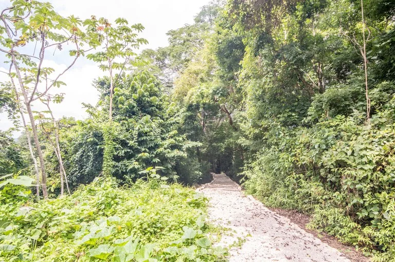 Finca del Cusuco: Hills of Buena Vista 