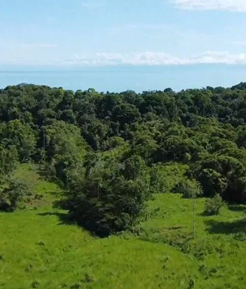 Santuario Vivo en Bahía Drake: 17 Hectáreas de Bosque Primario con Acceso al Mar y Río Agujitas - Venta en Osa