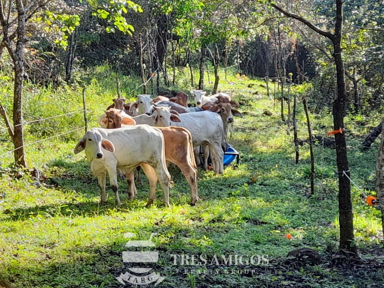 MOUNTAIN VIEW ECO-FARM, photo 27