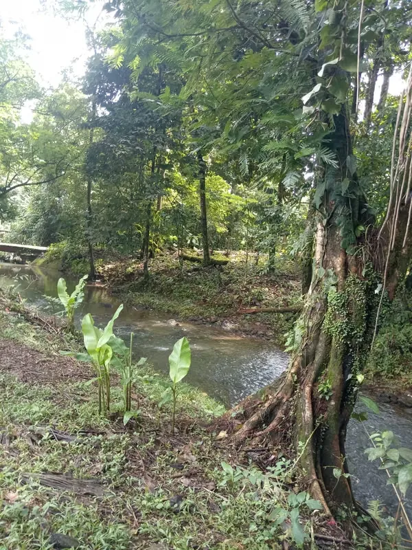 Property and/or Business for Sale in Horquetas, Sarapiquí, photo 7
