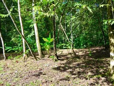 MOUNTAIN BUILDING PROPERTY WITH A CREEK, IN SAN JOSECITO – 5.9 ACRES, photo 33