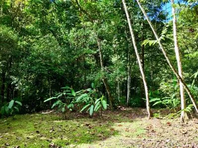 MOUNTAIN BUILDING PROPERTY WITH A CREEK, IN SAN JOSECITO – 5.9 ACRES, photo 34