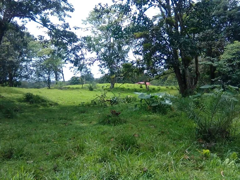 Agricultural Land in Aguas Claras, photo 3