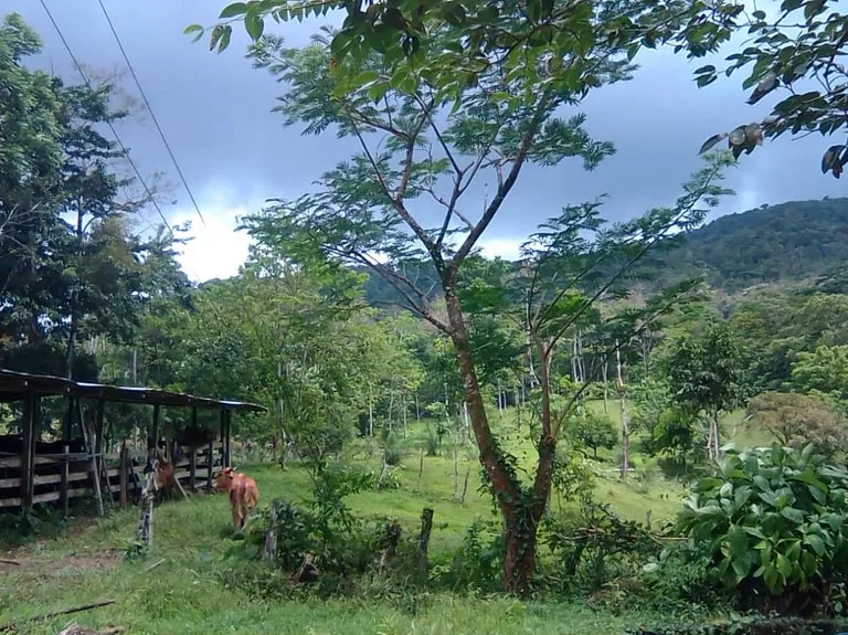 Agricultural Land in Aguas Claras, photo 5