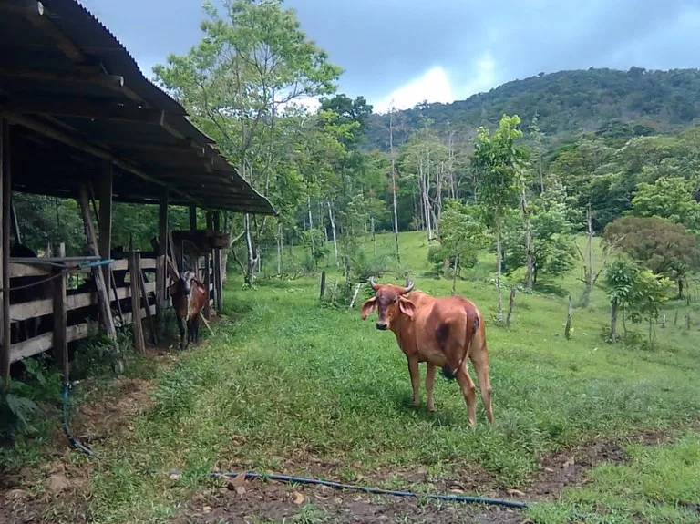 Agricultural Land in Aguas Claras, photo 8