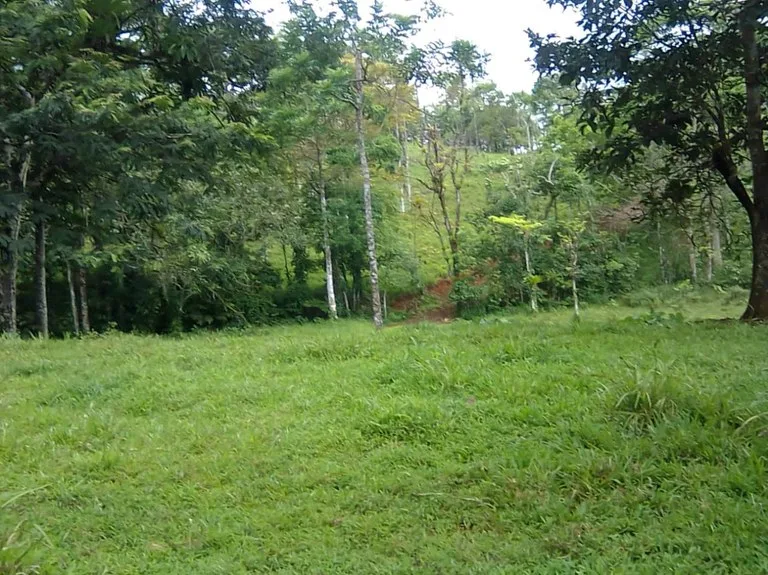 Agricultural Land in Aguas Claras, photo 10