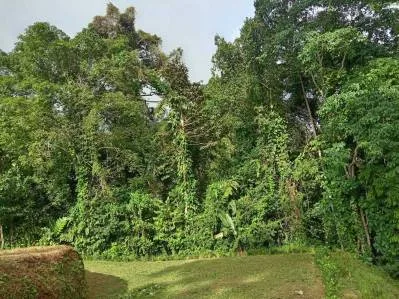Terreno con vista al mar a solo 4 minutos de la cascada El Pavón, photo 8